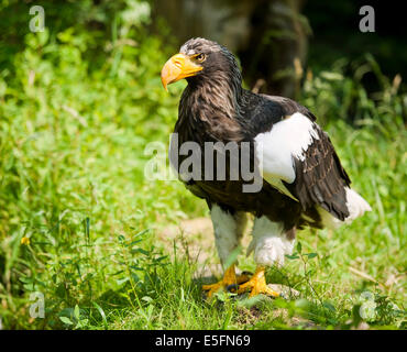 Steller's sea eagle (Haliaeetus pelagicus), captive, Lower Saxony, Germany Stock Photo