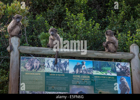 Young Chacma Baboons (Papio ursinus) on information sign on proper behaviour, Clarence Drive, Gordon's Bay, Western Cape Stock Photo