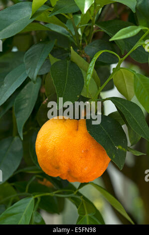 Ripe Bitter oranges (Citrus aurantium) on branch, Bavaria, Germany Stock Photo