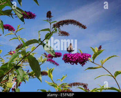 Broad Oak, Heathfield, East Sussex, UK. 30th July, 2014. Weather: Another glorious warm summers day in Sussex. Butterflies and bees on the Buddlia bush. Credit:  David Burr/Alamy Live News Stock Photo