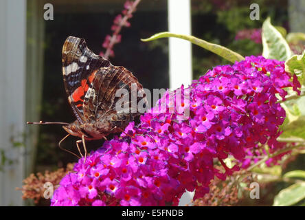 Broad Oak, Heathfield, East Sussex, UK. 30th July, 2014. Weather: Another glorious warm summers day in Sussex. Butterflies and bees on the Buddlia bush. Credit:  David Burr/Alamy Live News Stock Photo