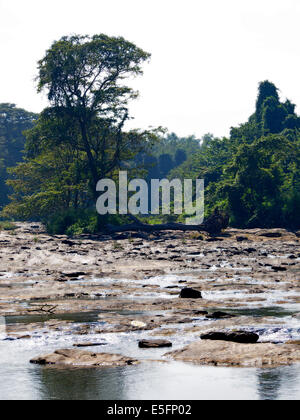 Palm landscape on a river in Asia Stock Photo