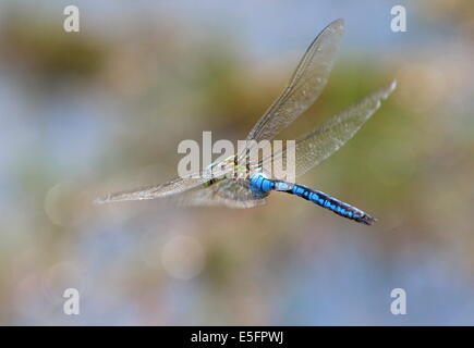 Close-up of a female Blue Emperor Dragonfly (Anax imperator) in flight Stock Photo