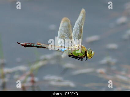 Close-up of a female Blue Emperor Dragonfly (Anax imperator) in flight Stock Photo
