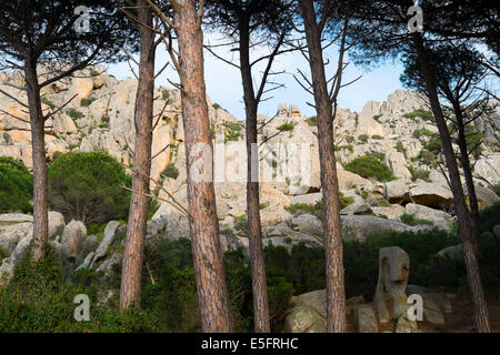 Pine tree forest in Caprera island, Sardinia, Italy Stock Photo