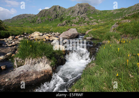 Bog asphodel beside Tarn Beck near Seathwaite Tarn, Duddon Valley in the English Lake District Stock Photo