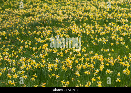 Wild daffodils (Narcissus pseudonarcissus) in Gwen and Vera's Fields in Dymock Wood, Gloucestershire, UK Stock Photo