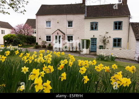 Daffodils in the Cotswold Village of Uley in Gloucestershire, UK Stock Photo