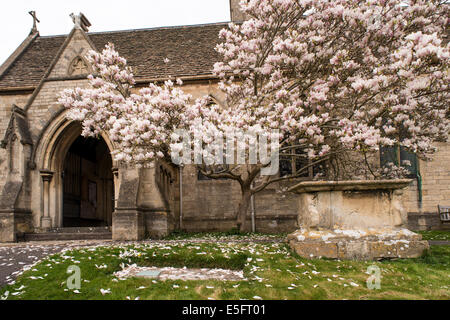 Magnolia tree in the churchyard of St Giles in Uley, Gloucestershire, UK Stock Photo