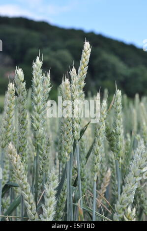 Weizenfeld am Hang südlich von Seeheim-Gugenheim, am Rande der Weinstrasse Stock Photo