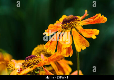 Helenium Waldtraut,Elecampane, asteraceae, orange flower. Stock Photo