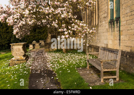 Magnolia tree in the churchyard of St Giles in Uley, Gloucestershire, UK Stock Photo