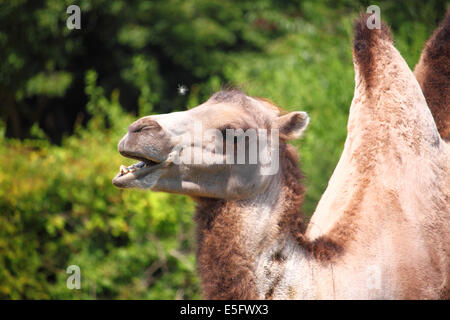 A head and shoulders shot of a Bactrian camel. Stock Photo