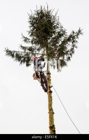 Tree surgeon / arborist / arboriculturist pruning spruce tree Stock Photo