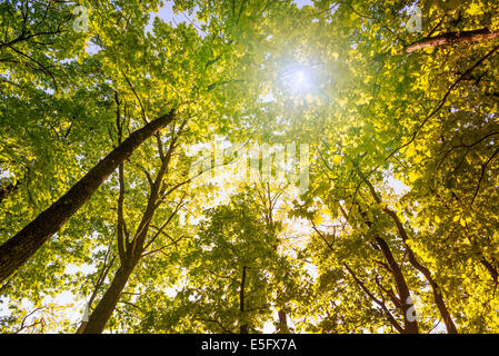 Looking at the sun through a green oak tree forest during spring Stock Photo