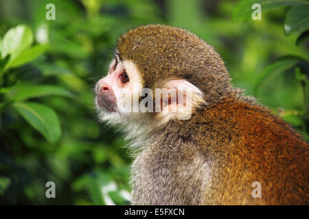 A titi monkey in captivity. Stock Photo