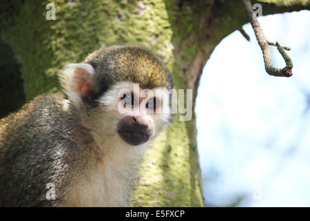 A titi monkey in captivity. Stock Photo