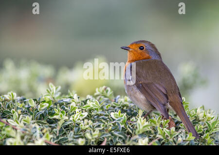 Robin perched on a box hedge Stock Photo