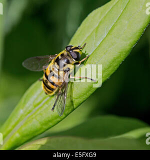 Dead head hoverfly (Myathropa florea) on leaf Stock Photo