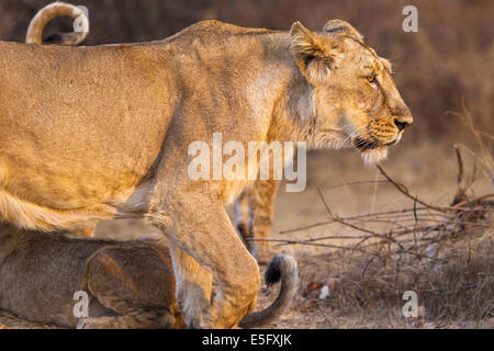 Asiatic Lioness (Panthera leo persica) at Gir forest, Gujarat, India. Stock Photo