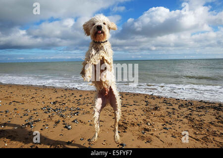 Labradoodle Dog jumping on a beach Stock Photo