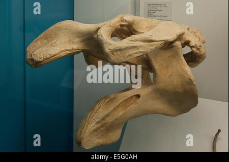 Cast of Skull of Steller's sea cow, Hydrodamalis gigas, Bering Sea, North Pacific Stock Photo