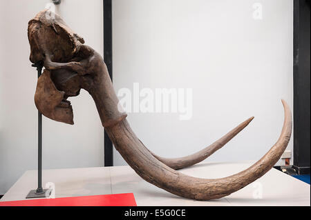 Extinct mammal - Megatherium Americanum. Giant ground sloth lived in