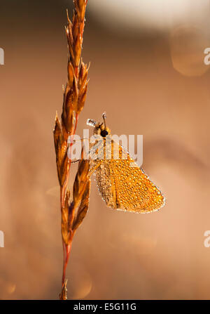 Small orange or brown butterfly covered with little water bubble or drops. Stock Photo