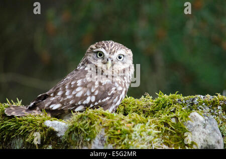 Little owl perched on mossy rock