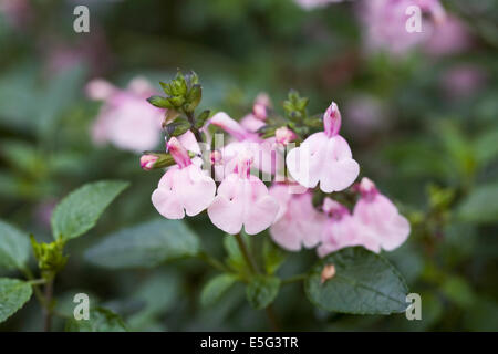 Salvia greggi 'Stormy Pink'. Stock Photo