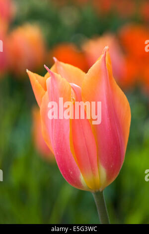 Tulipa 'Big Brother' in the garden. Stock Photo