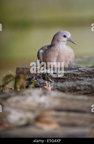 Juvenile Eurasian collared dove (Streptopelia decaocto) Stock Photo