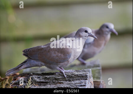 Juvenile Eurasian collared doves (Streptopelia decaocto) Stock Photo