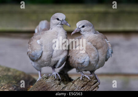 Juvenile Eurasian collared doves (Streptopelia decaocto) Stock Photo