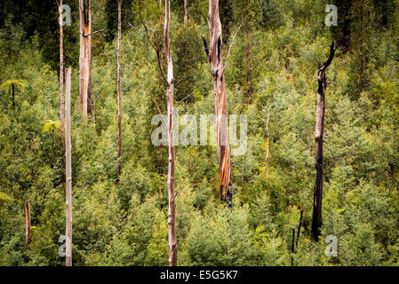 Australian forest scenic with ferns, ash and gum trees near Marysville, Victoria Stock Photo