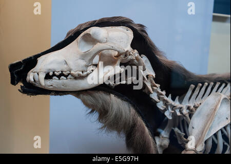 Skeleton of modern dog Canis lupus familiaris, Canidae Stock Photo