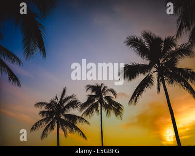 Hawaii Palm Trees Stock Photo