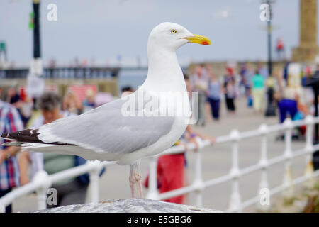 A herring gull Larus argentatus perched on a litter bin at Whitby West Pier North Yorkshire England UK with summer crowds behind Stock Photo