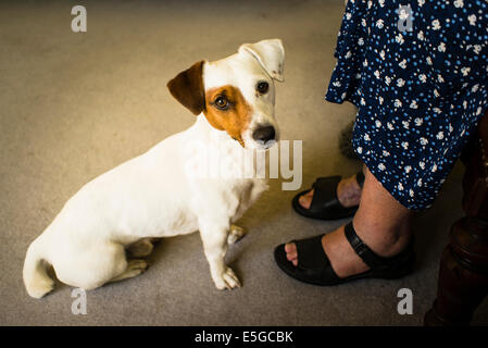 An alert Jack Russell dog at the feet of a woman indoors Stock Photo