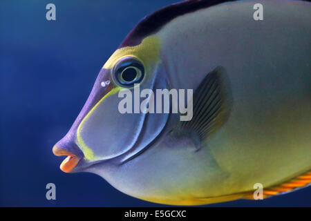 The face of an elegant unicornfish, Naso elegans. This fish can be found in coral reefs in the Indian Ocean Stock Photo