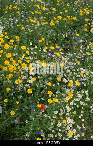 Wildflower border in an English Garden Stock Photo - Alamy