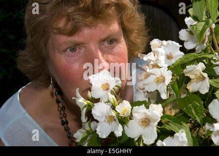 Woman smelling the aroma of the Philadelphus flower (aka Mock Orange Blossom) in an English country garden, East Meon, Hampshire, UK. Stock Photo