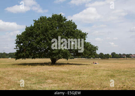 Wimbledon London, UK. 31st July 2014. Weather:   A woman sunbathes by a tree on Wimbledon common on the last day of one of the hottest July month on record with the heatwave expected to end  as the Met office has warned rain forecast for August Credit:  amer ghazzal/Alamy Live News Stock Photo
