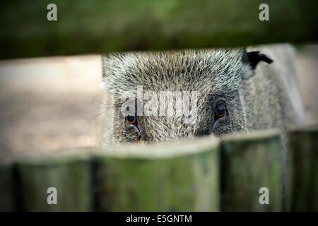 Wild boar behind the fence Stock Photo - Alamy
