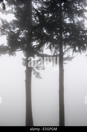 Two trees in the fog Stock Photo - Alamy