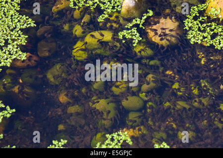 Tadpoles in pond, English garden , England Stock Photo