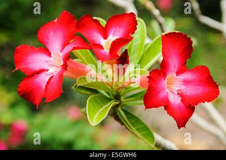 Red plumeria flowers on the tree. Stock Photo