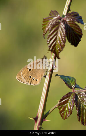 Ringlet butterfly (Aphantopus hyperantus), UK Stock Photo