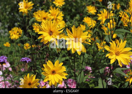 Yellow flowers with bees Stock Photo