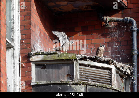 Peregrine, Falco peregrinus,  Nest site Belper Mill with young,  Derbyshire, June 2014 Stock Photo